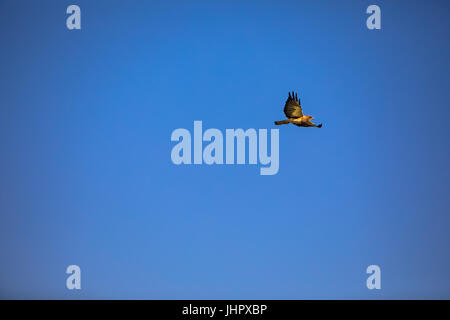 This huge red-tailed hawk soars the blue skies of the rocky mountains in first light searching for his morning meal. Stock Photo