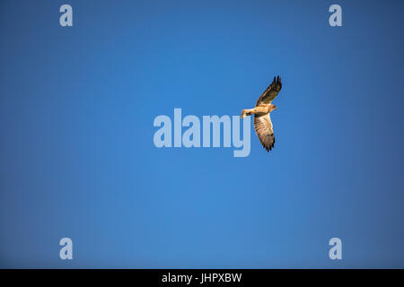 This huge red-tailed hawk soars the blue skies of the rocky mountains in first light searching for his morning meal. Stock Photo