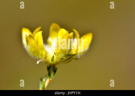 Yellow legume flowers in a ring Stock Photo