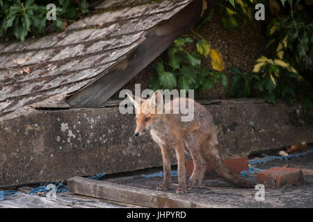 urban Red Fox cub, (Vulpes vulpes), on garden shed roof, London, United Kingdom, British Isles Stock Photo