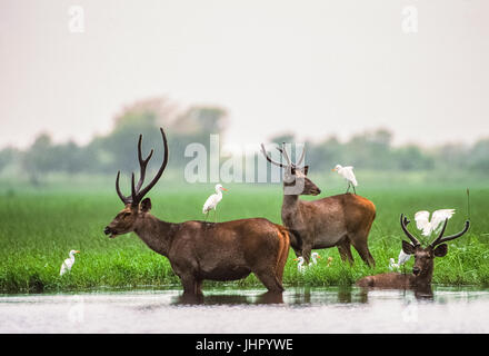 Sambar Deer stags, (Rusa unicolor), in weltands habitat, Keoladeo Ghana National Park, Bharatpur, Rajasthan, India Stock Photo