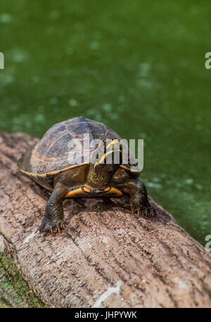 Crowned river turtle also known as  Brahminy river turtle, (Hardella thurjii), Keoladeo Ghana National Park, Bharatpur, Rajasthan, India Stock Photo