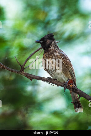 Red-vented bulbul, Pycnonotus cafer bengalensis, Keoladeo Ghana National Park, Bharatpur, Rajasthan, India Stock Photo