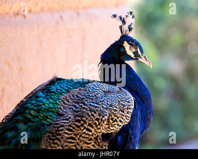 Closeup of a peacock with its eyes closed in the small town of San Pedro de Atacama in Chile. Stock Photo