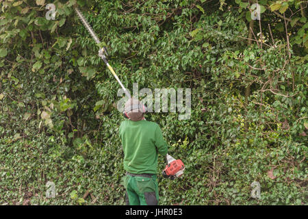 Hedge trimming, works in a garden. Professional gardener with a professional garden tools at work. Stock Photo