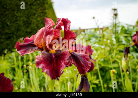 Deep Burgundy Colour Bearded Iris in a garden's herbaceous border. Stock Photo