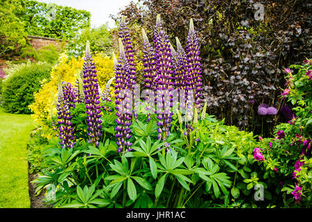 Tall blue lupin flowering plants in a herbaceous border, Stock Photo