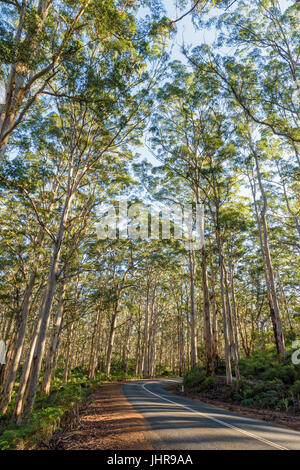 Caves Road through the tall trees of Boranup Karri Forest in the Leeuwin-Naturaliste National Park in the Margaret River region of Western Australia Stock Photo