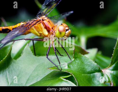 Large yellow dragon fly pearched on some leaves in a flower pot.  The insect's eyes, mouth and hairs are clearly visible. Stock Photo