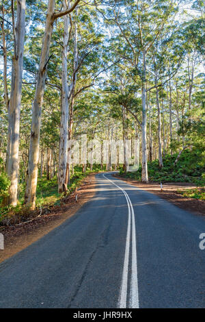 Winding Caves Road through the tall trees of the Boranup Karri Forest in Leeuwin-Naturaliste National Park, Margaret River region of Western Australia Stock Photo