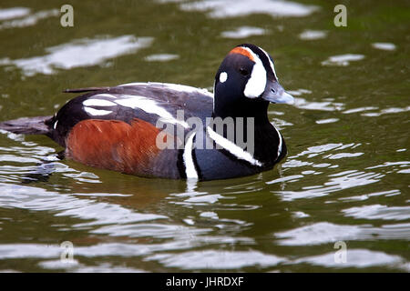 Harlequin Duck, (Histrionicus histrionicus), adult drake in summer plumage, captive, West Sussex, England, UK. Stock Photo