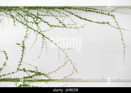 ivy leaves isolated on a white background Stock Photo