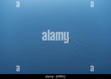 A native Australian duck swims across a perfectly still pond in the morning light Stock Photo