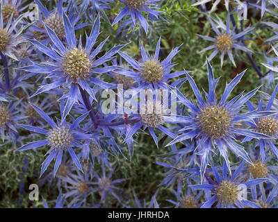 Sea holly Eryngium Tripartitum flowers in garden border Stock Photo