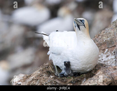 A very young Northern Gannet chick (Morus bassanus) peeps out from beneath it's parent, Shetland Islands, UK Stock Photo