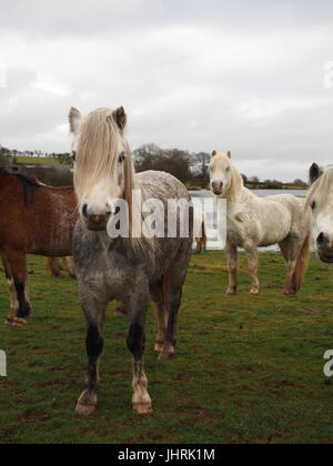 Welsh mountain ponies wild on the common Stock Photo