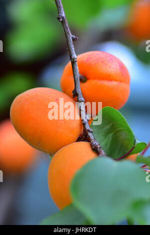 Apricots on tree in English Garden Stock Photo