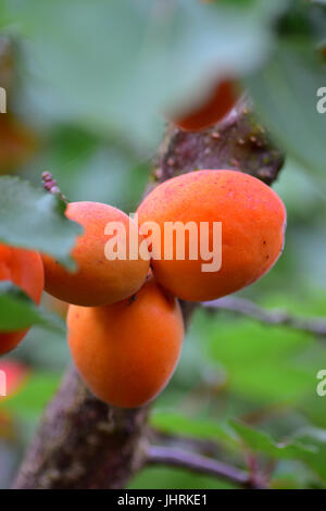 Apricots on tree in English Garden Stock Photo