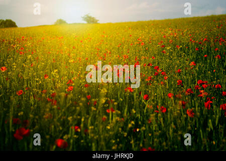 Poppy field in sunset Stock Photo