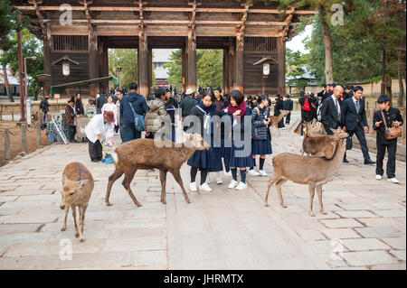 Students feeding deers next to Todaiji temple in Nara, Japan Stock Photo