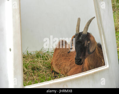Brown goat lying down in PVC farm housing