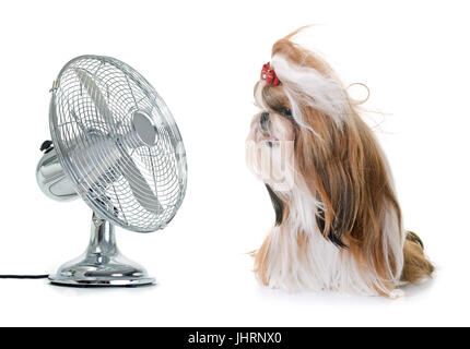 purebred shihtzu and fan in front of white background Stock Photo