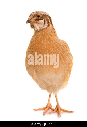 japanese quail  in front of white background Stock Photo