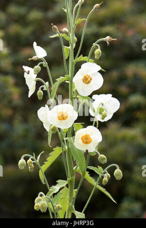 Meconopsis Napaulensis. Yellow poppy / Nepal poppy / Himalayan poppy Stock Photo
