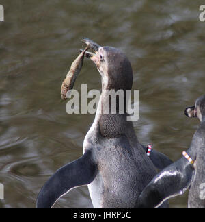 Group Humboldt penguin (Spheniscus humboldti) Stock Photo