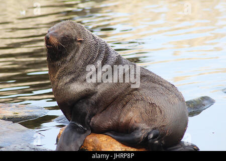 The South American fur seal (Arctocephalus australis) Stock Photo