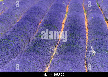 Lavender fields-traffic sign Roussillon, Provence France Stock Photo