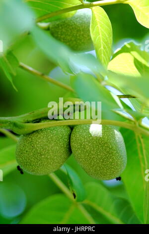 Green unripe walnuts hanging on a branch in german summer garden. Stock Photo