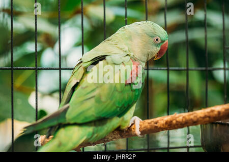 Alexandrine Parakeet Or Alexandrian Parrot Or Psittacula Eupatria Is A Member Of The Psittaciformes Order And Of The Family Psittaculidae. Two Birds I Stock Photo