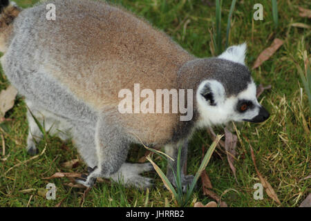 The ring-tailed lemur (Lemur catta) Stock Photo