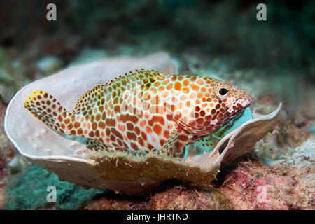 Honeycomb grouper (Epinephelus merra), resting on stony coral (Cosinarea macneilli), Palawan, Mimaropa, Sulu Lake, Pacific Ocean Stock Photo