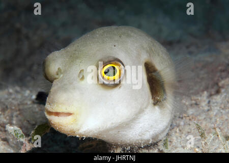 Narrow-lined pufferfish (Arothron manilensis) Palawan, Mimaropa, Sulu Lake, Pacific Ocean, Philippines Stock Photo