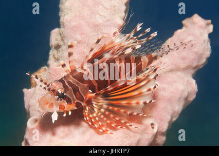 Zebra turkeyfish (Pterois zebra) resting on sponge, Palawan, Mimaropa, Sulu lake, Pacific Ocean, Philippines Stock Photo