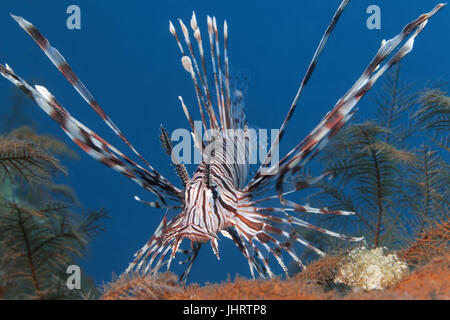 Red lionfish (Pterois volitans) between Aglaophenia cupressina, Palawan, Mimaropa, Sulu Sea, Pacific Ocean, Philippines Stock Photo