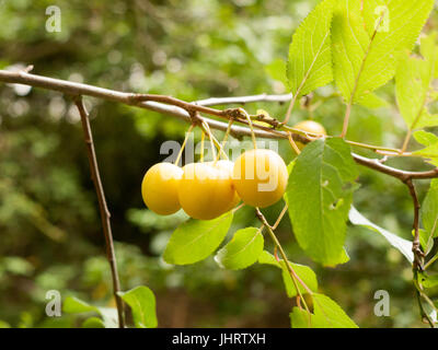 Crab Apples Growing on a Tree in the Wild; Essex; UK Stock Photo