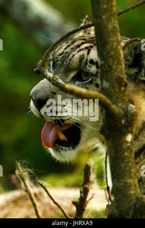 The very shy & rare Snow Leopard Stock Photo