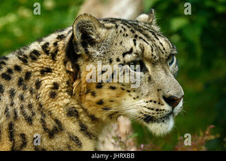 The very shy & rare Snow Leopard Stock Photo
