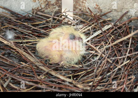 Chicks of the pigeon. Two pieces. In the nest. Photo for your design. Stock Photo