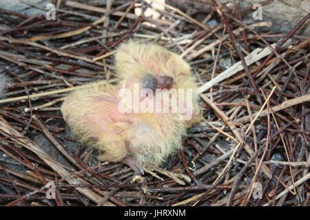 Chicks of the pigeon. Two pieces. In a nest of branches. Photo for your design. Stock Photo