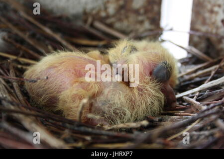 Chicks of the pigeon. Two pieces. In a nest of branches. Sleep. first birthday. Photo for your design. Stock Photo