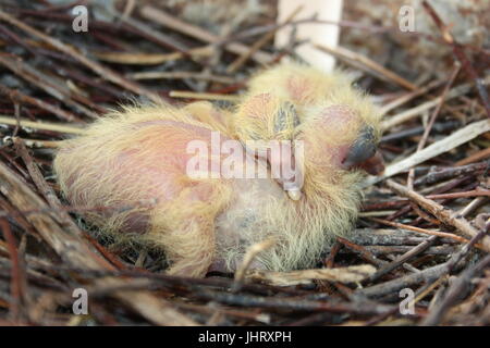 Chicks of the pigeon. Two pieces. In a nest of branches. Sleep. first birthday. Only hatched. Photo for your design. Stock Photo