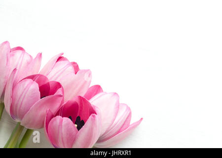 Pink tulip on white background Stock Photo