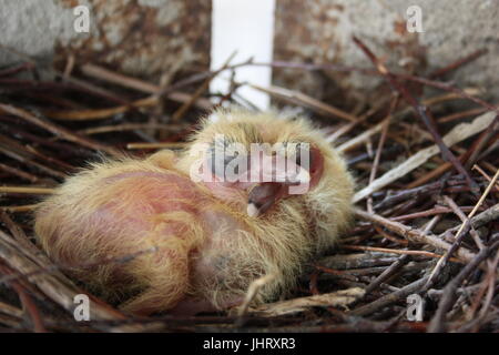 Chicks of the pigeon. Two pieces. In a nest of branches. Sleep. With closed eyes. first birthday. Only hatched. Photo for your design. Stock Photo