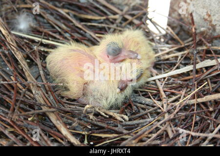 Chicks of the pigeon. Two pieces. In a nest of branches. Sleep on top of each other. shoulder to shoulder. With closed eyes. First birthday. In the mi Stock Photo