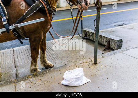 Quebec City, Canada - May 30, 2017: Horse standing by bag of food and attached to carriage buggy for tourist transportation in old town Stock Photo