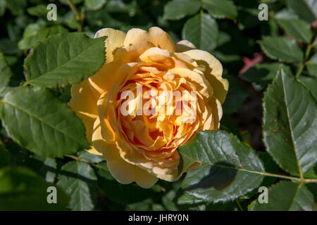 Blooming yellow orange English roses in the garden on a sunny day. Rose Charlotte Stock Photo